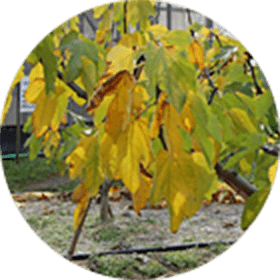 葉全体が濃い黄色いいちじく苗木