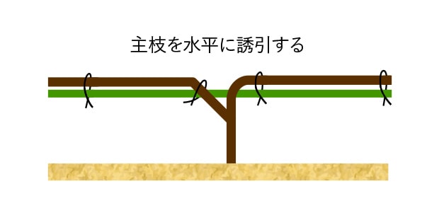 新梢は、枝の色が褐色～緑色に変わる付近まで切戻して、支柱に結束します。