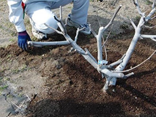 地面にでている根は鎌で切り、
		上から培養土をかぶせます。